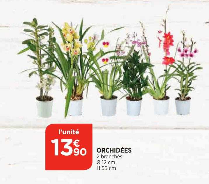 Orchidées