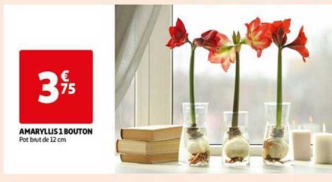 amaryllis 1 bouton