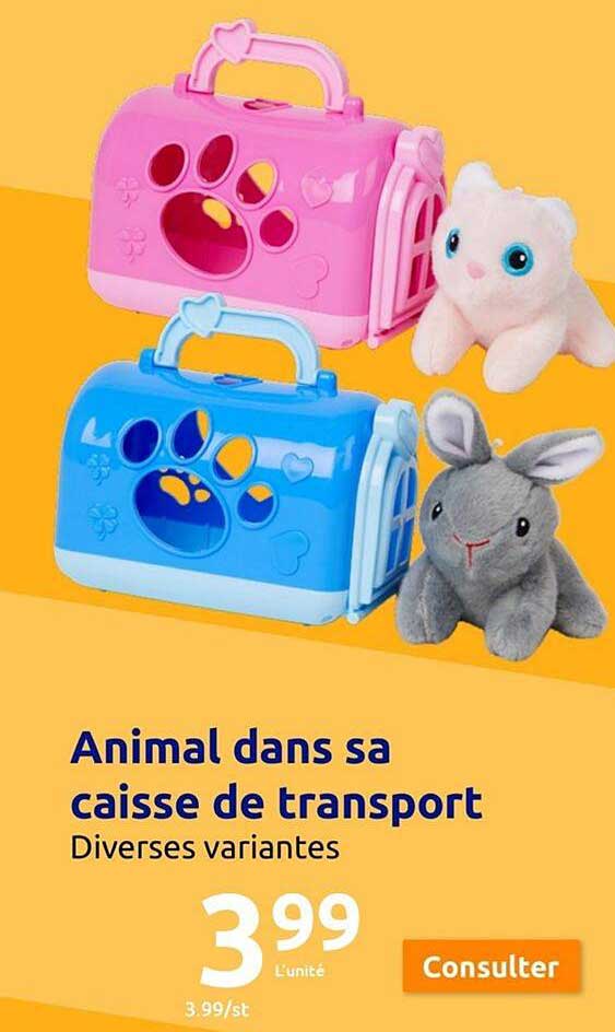 Animal Dans Sa Caisse De Transport
