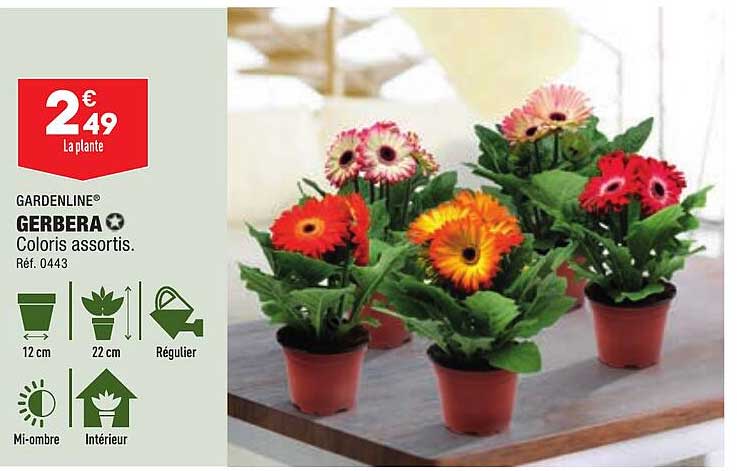 Gerbera Gardenline