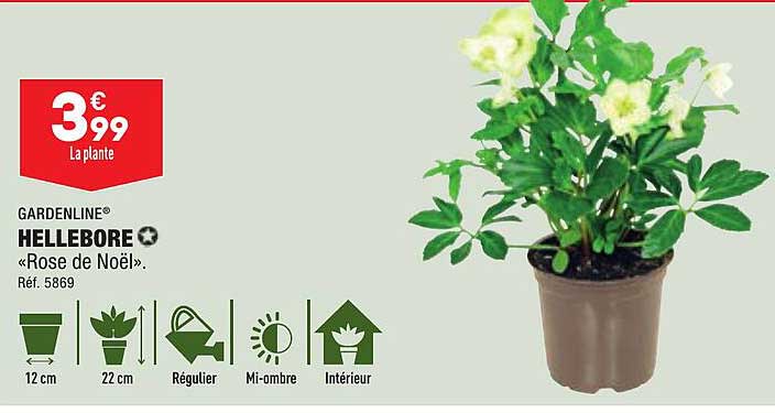 hellebore gardenline