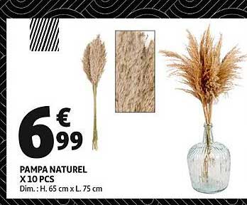 pampa naturel x 10 pcs