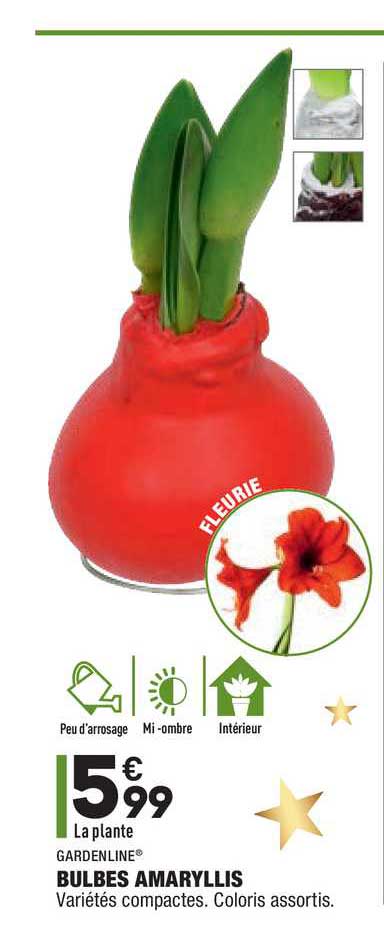 bulbes amaryllis gardenline