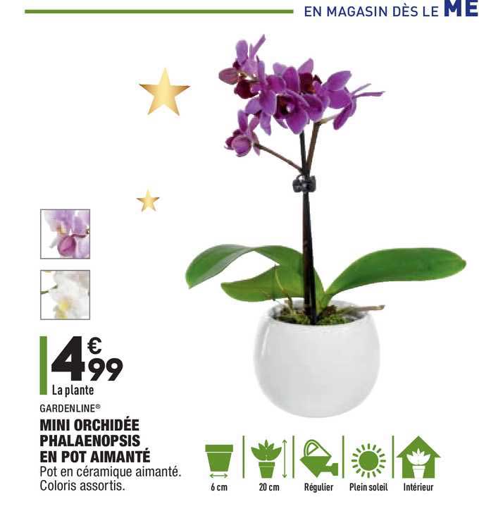 Mini Orchidée Phalaenopsis En Pot Aimanté Gardenline