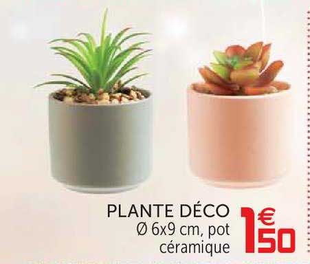 Plante Déco