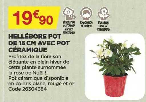 hellébore pot de 15 cm avec pot céramique