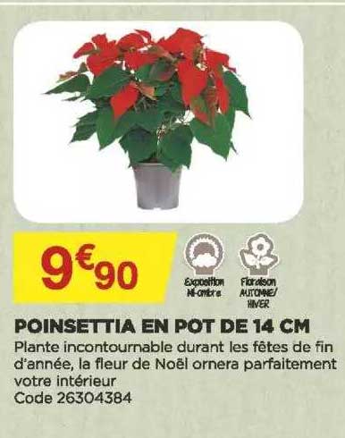 poinsettia en pot de 14 cm