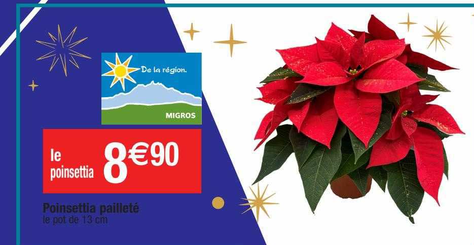 poinsettia pailleté