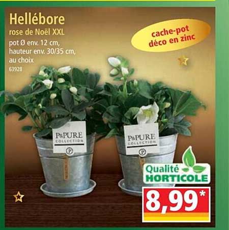 hellébore rose de noël xxl