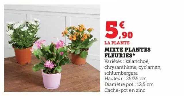 mixte plantes fleuries