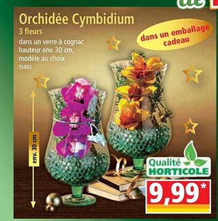 orchidée cymbidium 3 fleurs