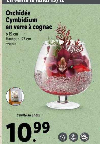 orchidée cymbidium en verre à cognac