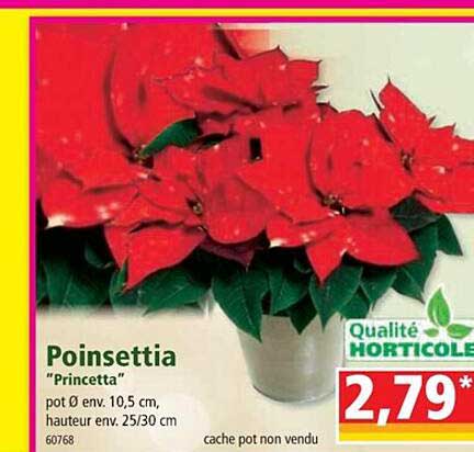 poinsettia "princetta"