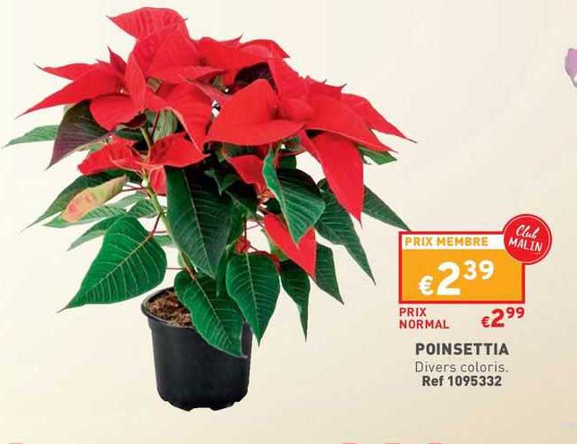 poinsettia