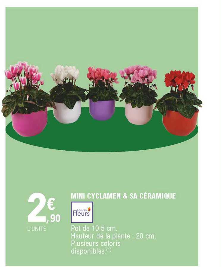 Mini Cyclamen & Sa Céramique