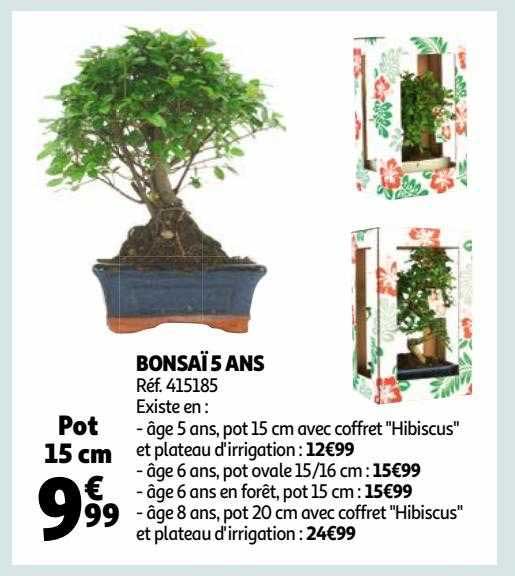 bonsaï 5 ans