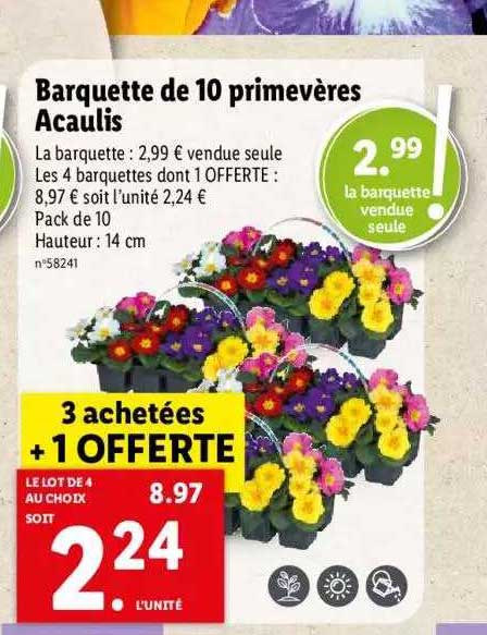 Barquette De 10 Primevères Acaulis