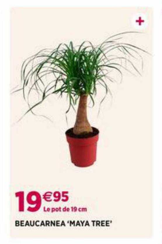 beaucarnea 'maya tree'