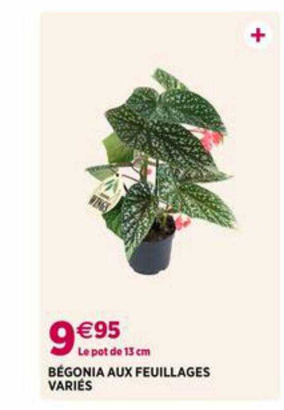 bégonia aux feuillages variés
