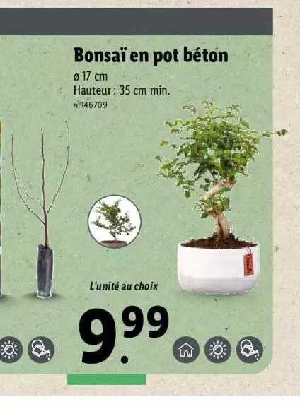 Bonsaï En Pot Béton