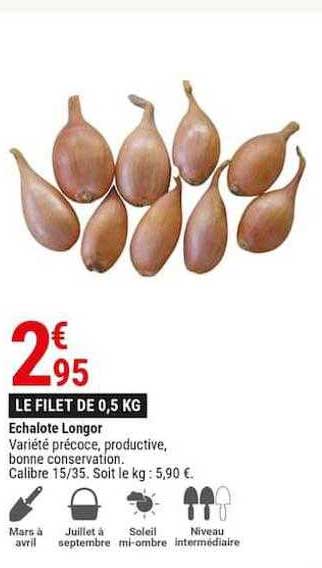 échalote longor