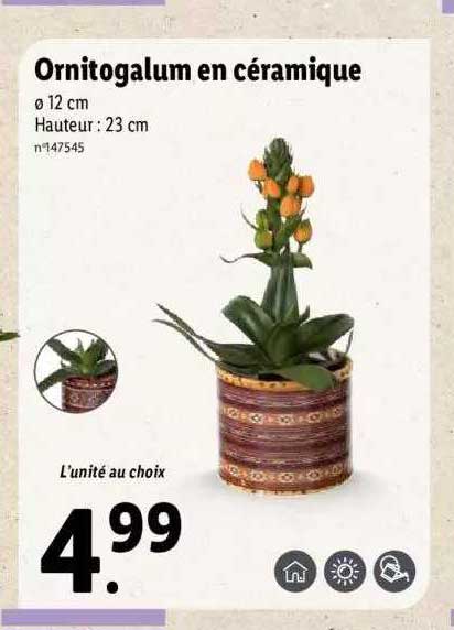 Ornitogalum En Céramique