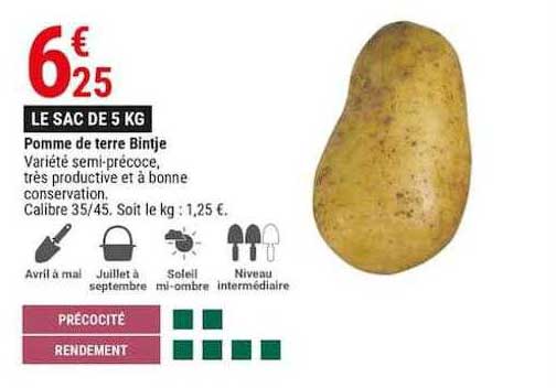 pomme de terre bintje