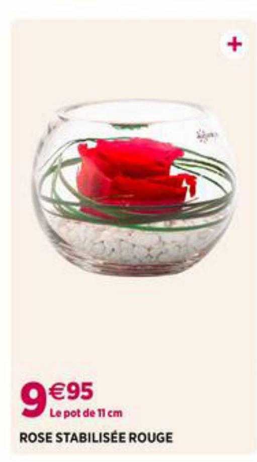 rose stabilisée rouge