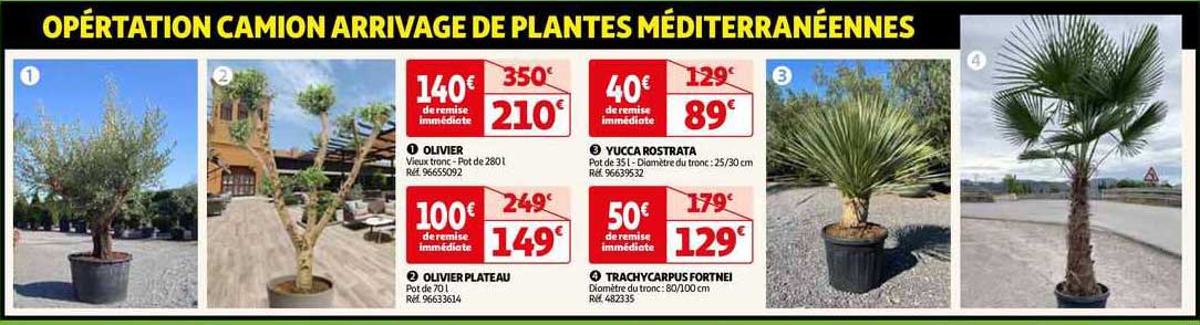 olivier, olivier plateau, yucca rostrata, trachycarpus fortnei