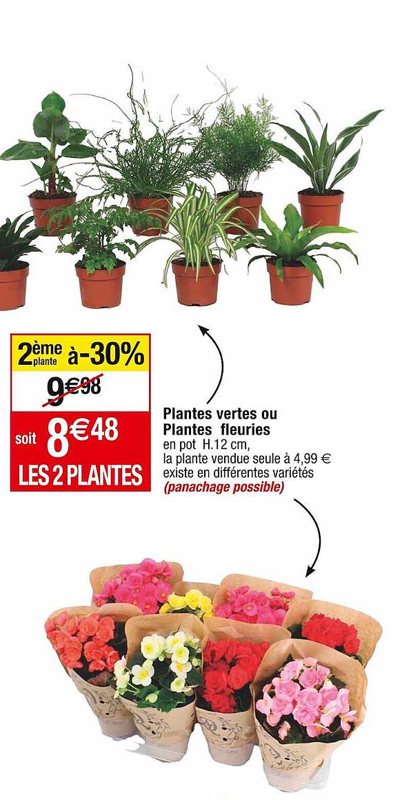 plantes vertes ou plantes fleuries