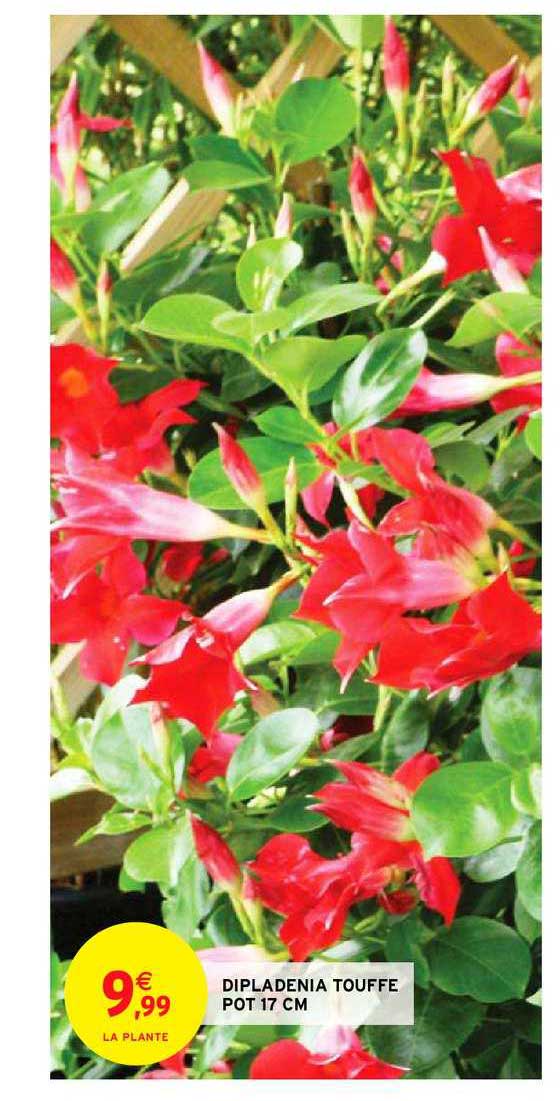 dipladenia touffe pot 17 cm