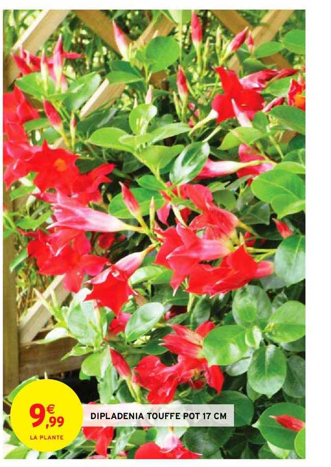 dipladenia touffe pot 17 cm