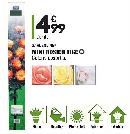 mini rosier tige gardenline