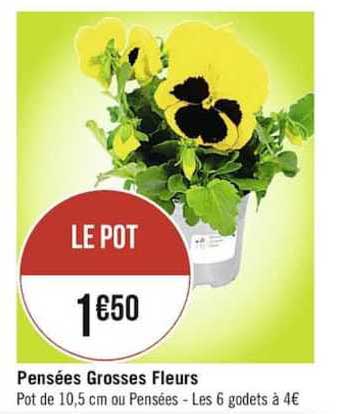pensées grosses fleurs