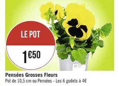 pensées grosses fleurs
