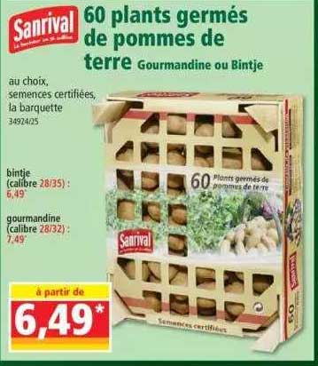 60 plants germés de pommes de terre sanrival