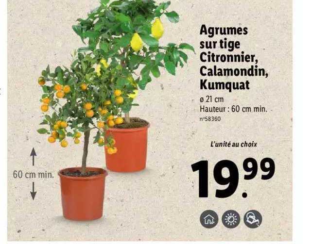 agrumes sur tige citronnier, calamondin, kumquat