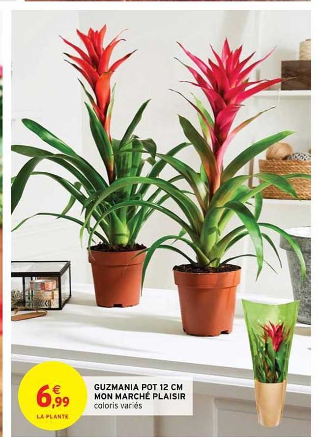 guzmania pot 12 cm mon marché plaisir
