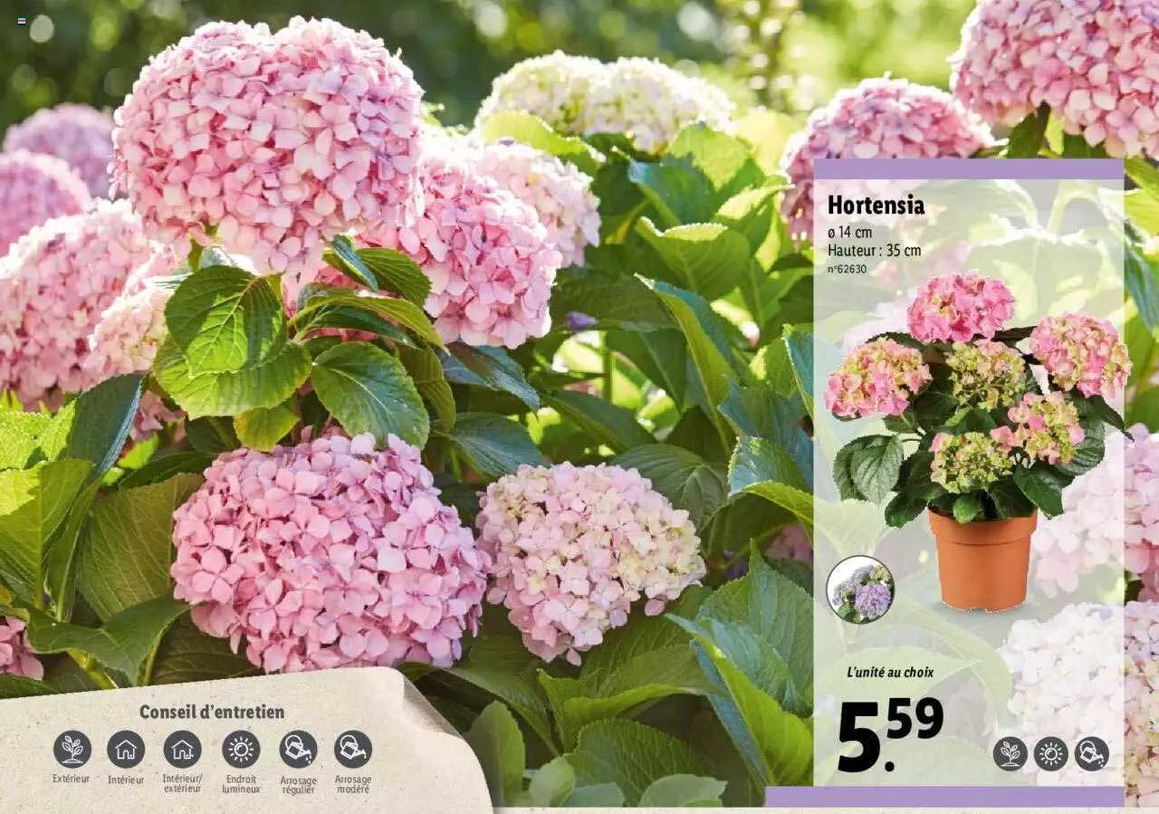 Hortensia