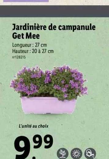 jardinière de campanule get mee