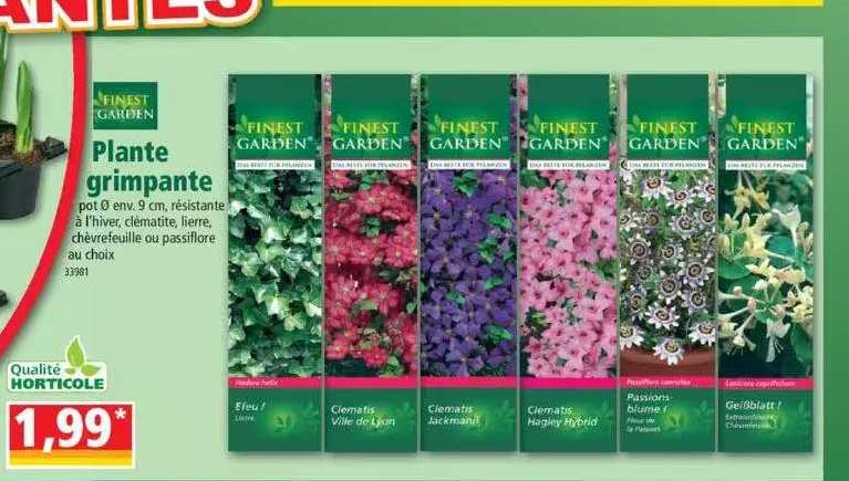 plante grimpante finest garden