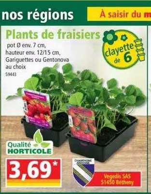 plants de fraisiers