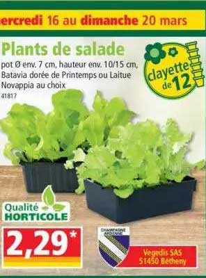 plants de salade