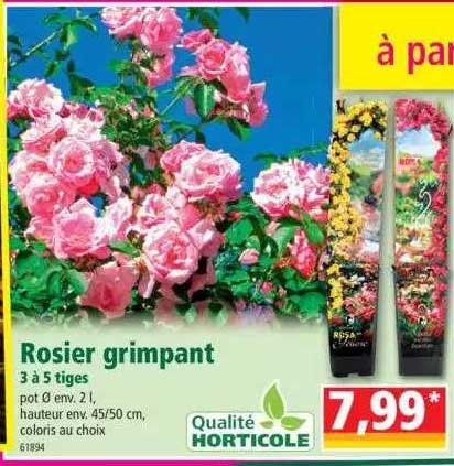 rosier grimpant