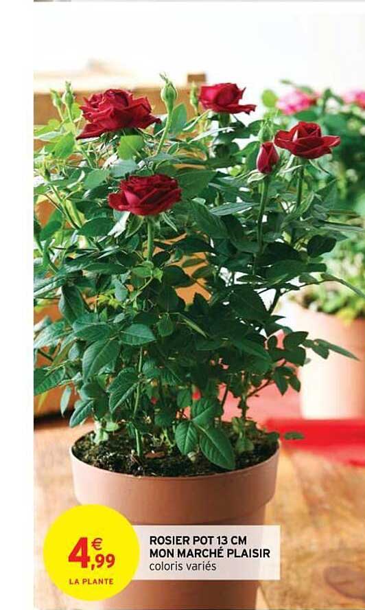 rosier pot 13 cm mon marché plaisir