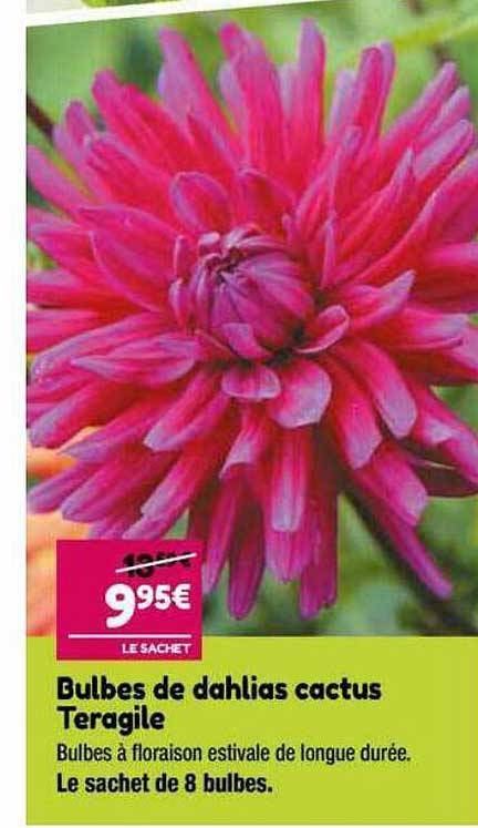 bulbes de dahlias cactus teragile