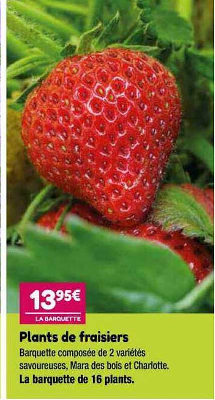 plants de fraisiers