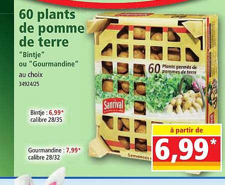 60 plants de pomme de terre "bintje"