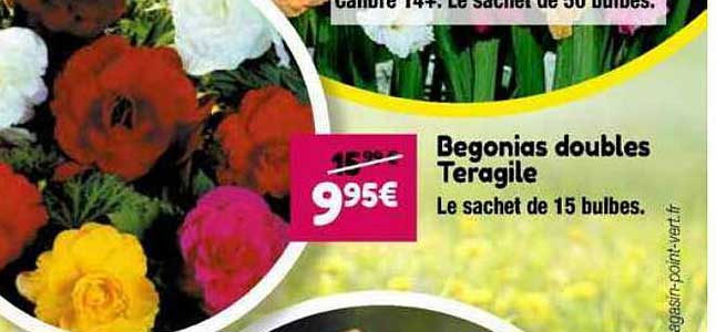 begonias doubles teragile