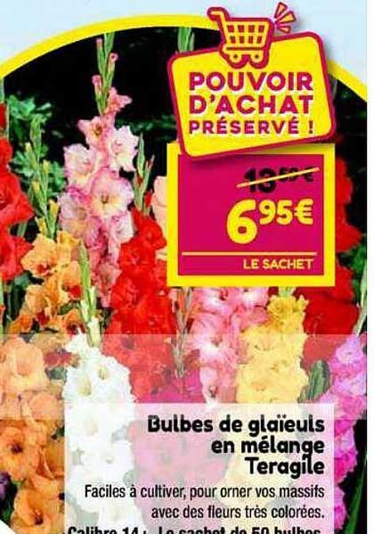 bulbes de glaïeuls en mélange teragile